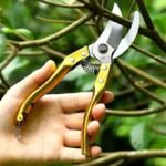 Bağ qayçısı qızılı - Image 4