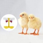 Nipel cüt çaşkalı - Image 4