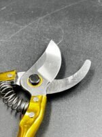 Bağ qayçısı qızılı - Image 2